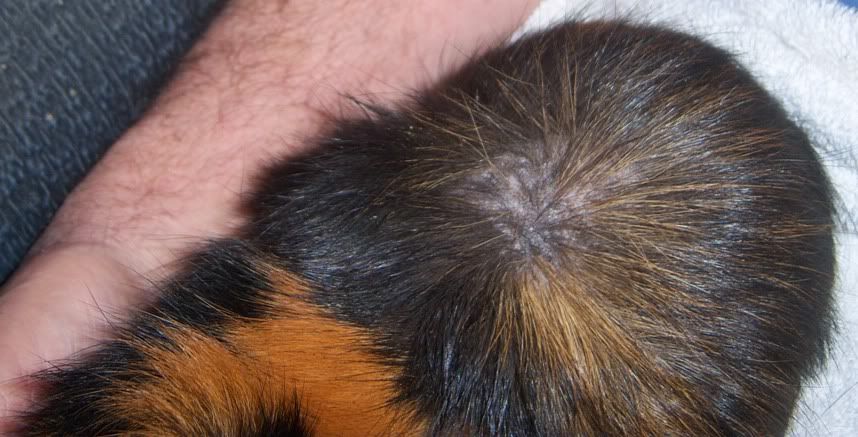 Beginning Stages Of Mange In Dogs - Goldenacresdogs.com