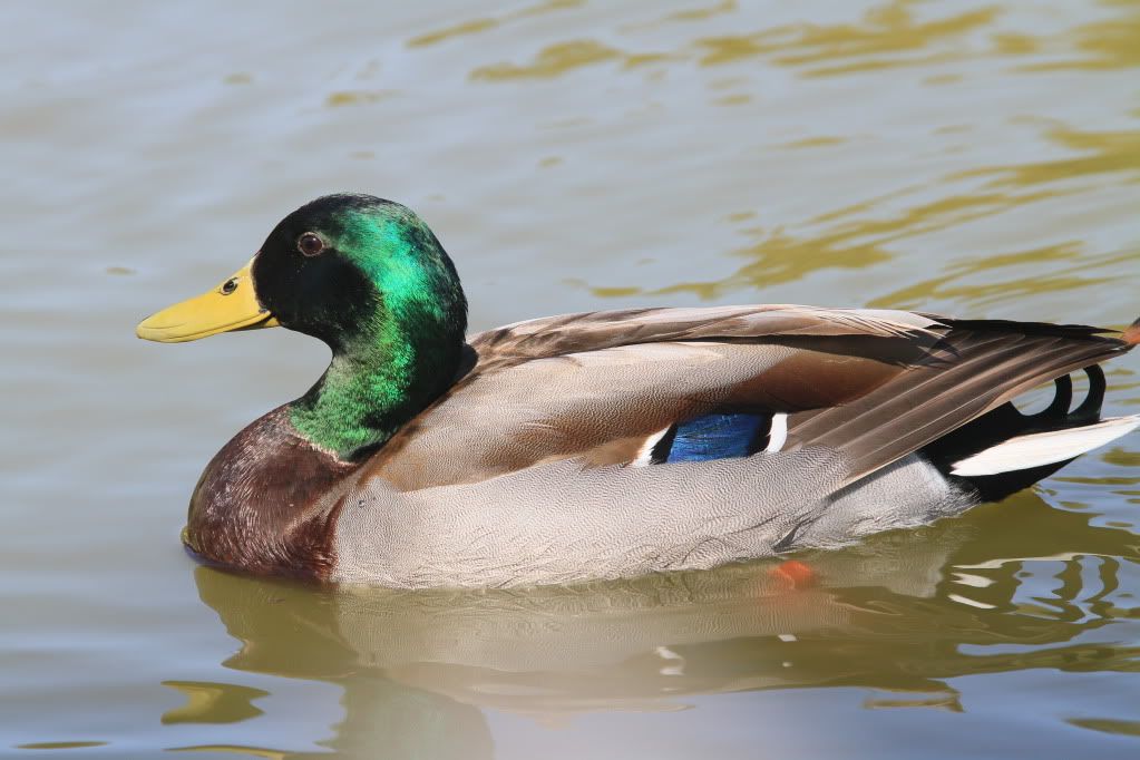 IMAGE: http://i772.photobucket.com/albums/yy10/motohawk/IMG_7909.jpg