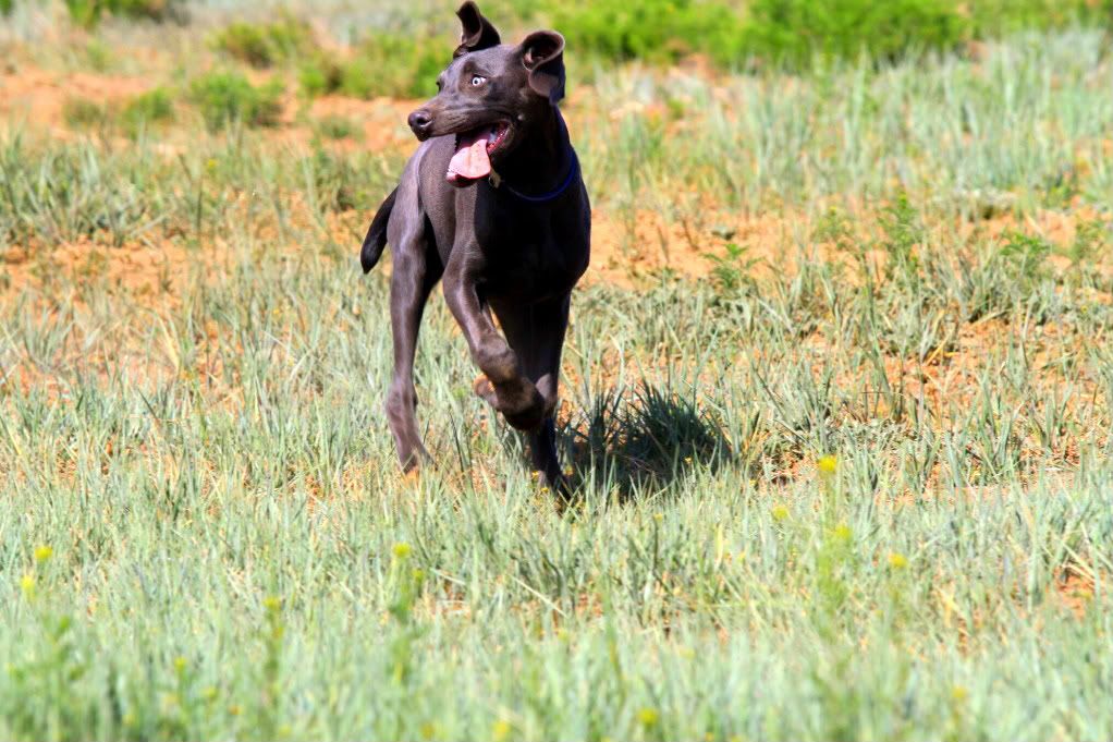 IMAGE: http://i772.photobucket.com/albums/yy10/motohawk/IMG_9055.jpg