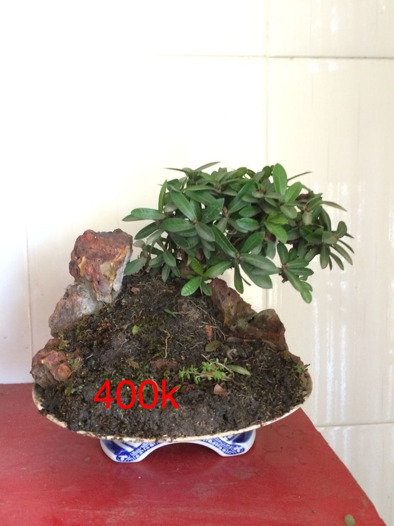 Gò Vấp - Bonsai mini-tiểu cảnh, nhận setup hồ thủy sinh để bàn - 2