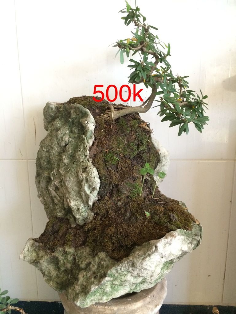 Gò Vấp - Bonsai mini-tiểu cảnh, nhận setup hồ thủy sinh để bàn - 3