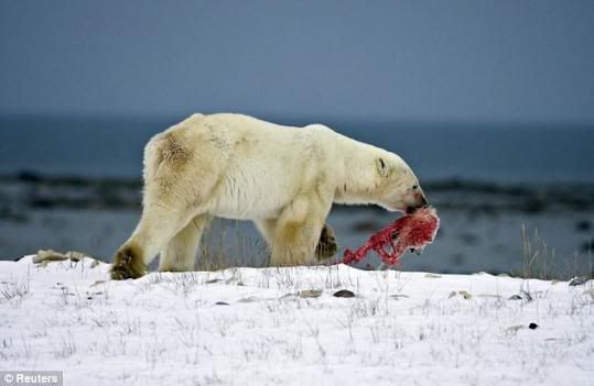 urso polar comendo filhote ursinho