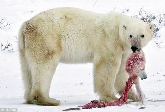 urso polar comendo filhote ursinho