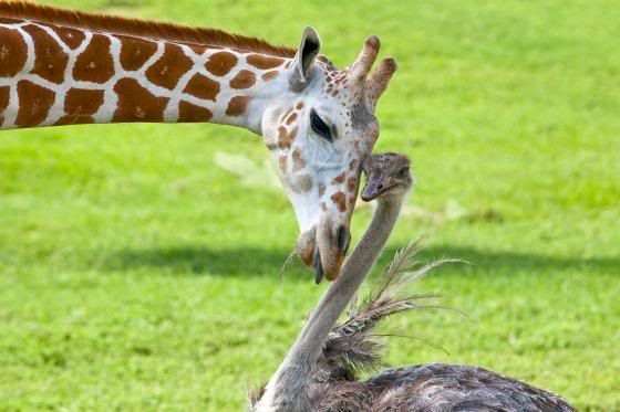 girafa,avestruz,amor,amizade