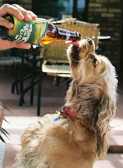 cachorros,bebida,cerveja