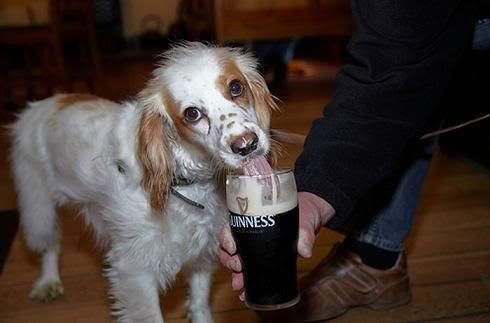 cachorros,bebida,cerveja