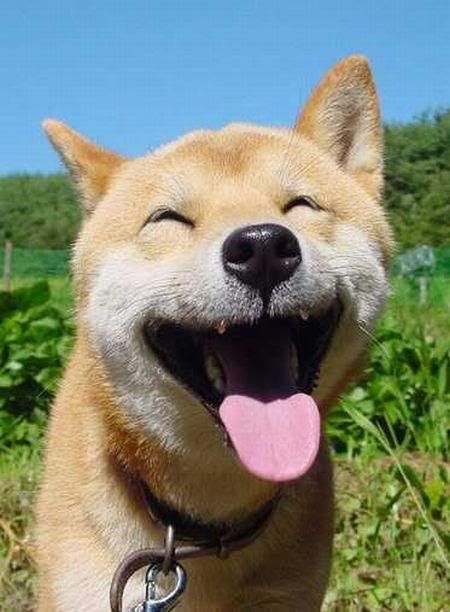 cachorro Akita sorrindo
