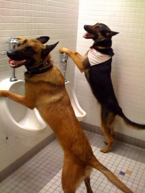 cachorros,treinamento,banheiro