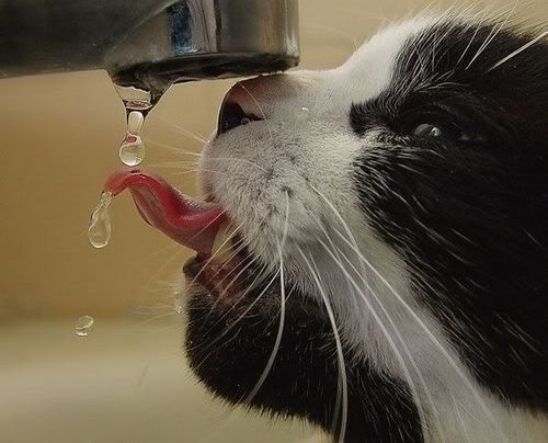 gato,sede,agua,bebida