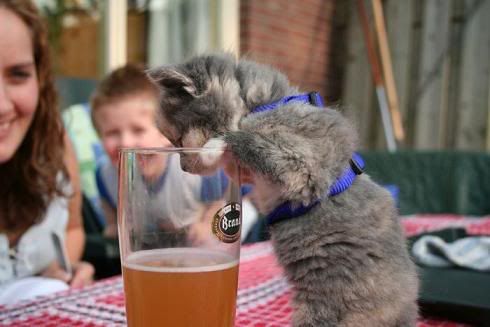 gato bebendo cerveja