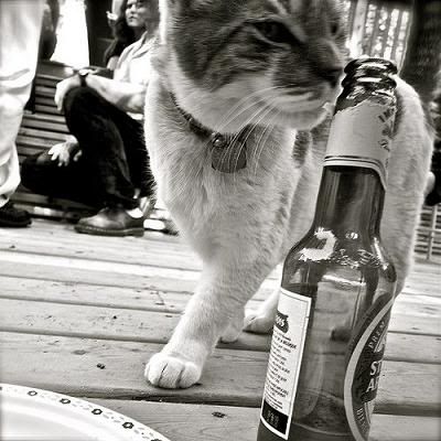 gato bebendo cerveja