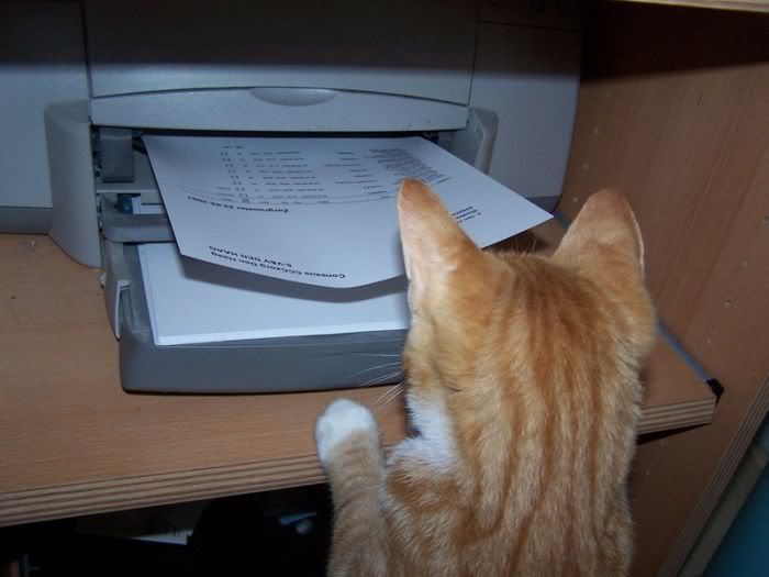 gatos,impressora,executivo