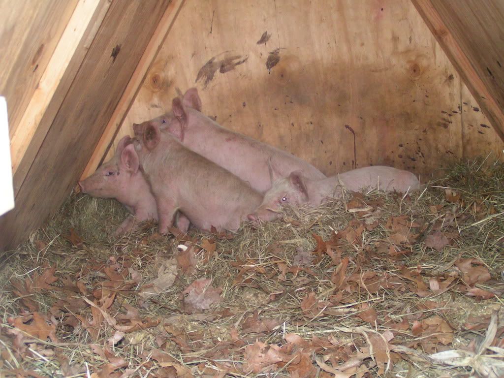 pigsandthetripletsApril292011001.jpg