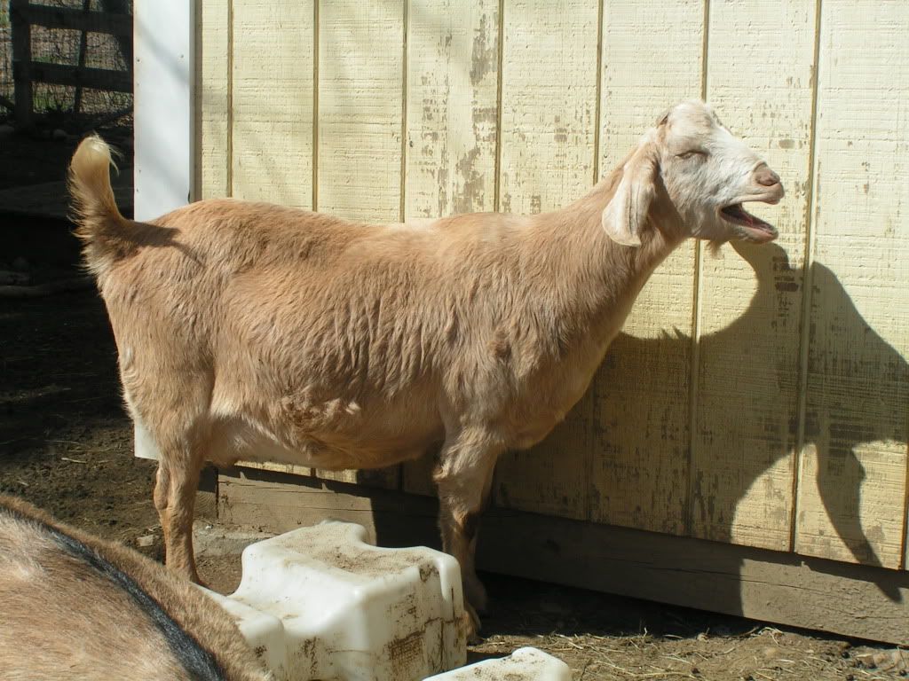 4-1-2011wildturkeysgoatsandchickens016.jpg