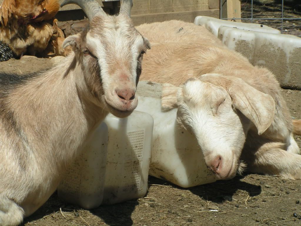 4-1-2011wildturkeysgoatsandchickens055.jpg