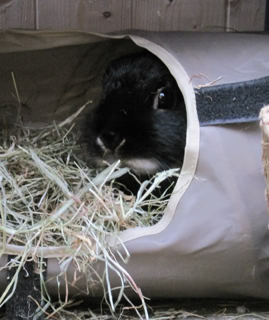 BunniesOct2010Butterwithhay018.jpg