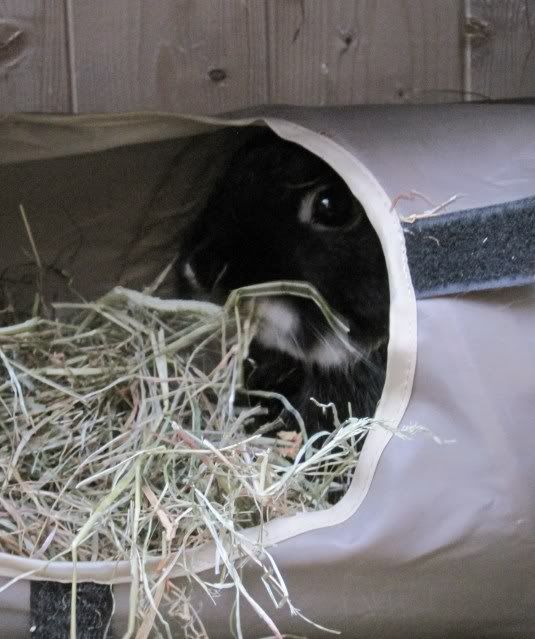 BunniesOct2010Butterwithhay023.jpg