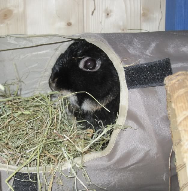 BunniesOct2010Butterwithhay024.jpg