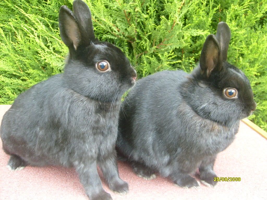 Rabbits024.jpg