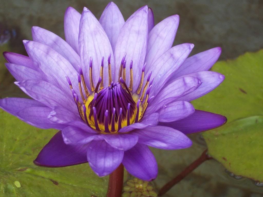 Exploring Purple Lotus Swamp - General Discussion - Funcom Forums