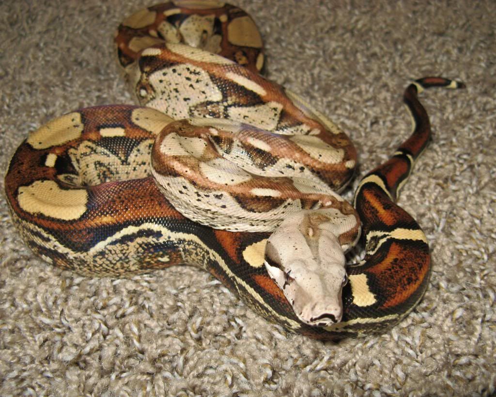 Barranquilla Colombian Boa.