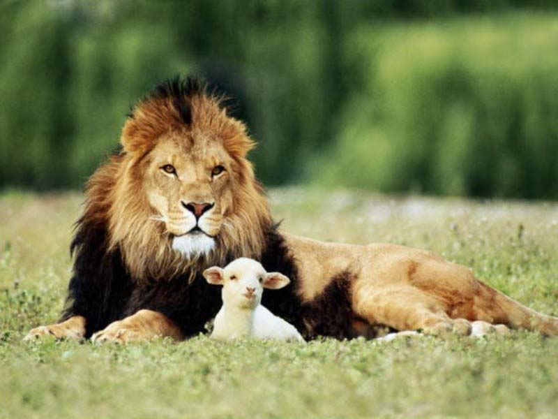 lion lamb Pictures, Images and Photos