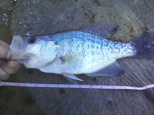 crappie_zps801411b8.jpg