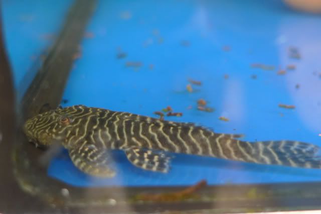 L257 Pleco