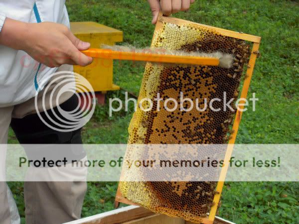 2PCS Natural Beekeeping Bee Hive Brushes bee 0012  