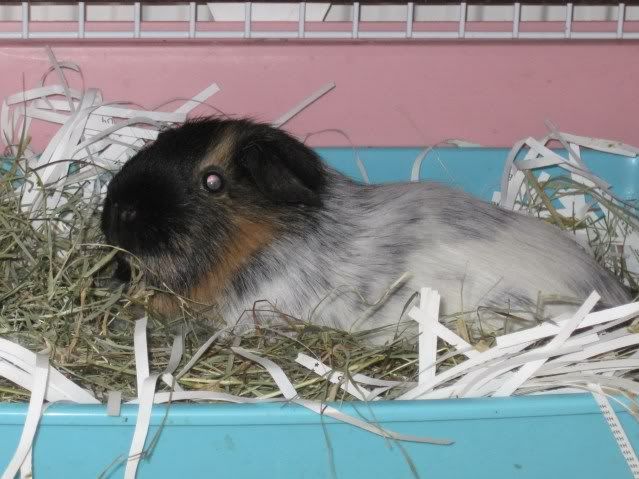 BunniesandpiggiesSept2010001.jpg