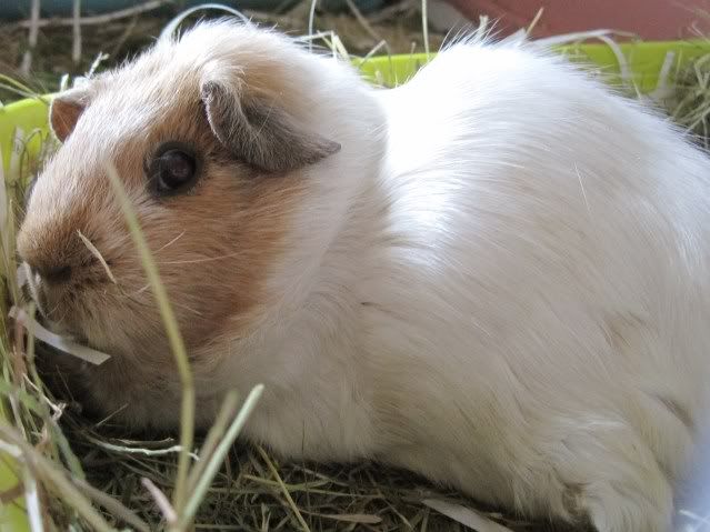 BunniesandpiggiesSept2010003.jpg