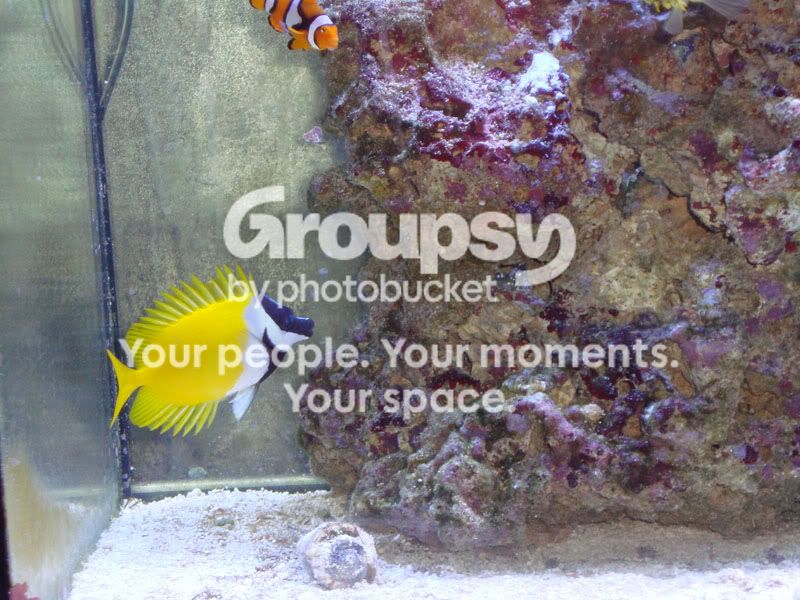 [TodoMarino.com] Vulpinus & Sarco de Sturshell
